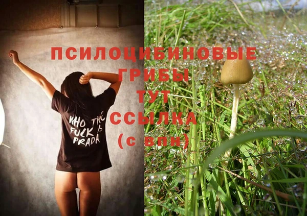 стаф Алзамай